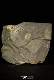 30574 - Beautiful 0.45 Inch Oryctocephalid Cambrian Trilobite - China