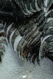 21549 - Exceedingly Rare Association 4 aff. Psedosaukianda lata Early Cambrian Redlichiid Trilobites