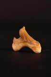 00913 - Super Rare Pathologically Deformed 1.28 Inch Otodus obliquus Shark Tooth