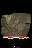 30574 - Beautiful 0.45 Inch Oryctocephalid Cambrian Trilobite - China