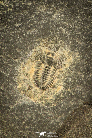 30574 - Beautiful 0.45 Inch Oryctocephalid Cambrian Trilobite - China