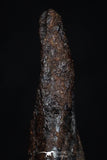 20460 - Taza (NWA 859) Iron Ungrouped Plessitic Octahedrite Meteorite 4.3g