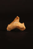 00913 - Super Rare Pathologically Deformed 1.28 Inch Otodus obliquus Shark Tooth