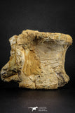 07575 - Top Rare 4.75 Inch Spinosaurus Dinosaur Partial Caudal (Tail) Vertebra Bone Cretaceous KemKem Beds