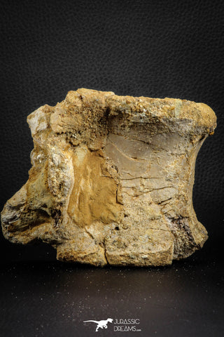 07575 - Top Rare 4.75 Inch Spinosaurus Dinosaur Partial Caudal (Tail) Vertebra Bone Cretaceous KemKem Beds