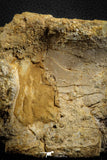 07575 - Top Rare 4.75 Inch Spinosaurus Dinosaur Partial Caudal (Tail) Vertebra Bone Cretaceous KemKem Beds
