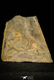30575 - Beautiful Mortality Plate of Trinucleus fimbriatus Ordovician Trilobites - UK