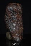 20460 - Taza (NWA 859) Iron Ungrouped Plessitic Octahedrite Meteorite 4.3g