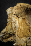 07575 - Top Rare 4.75 Inch Spinosaurus Dinosaur Partial Caudal (Tail) Vertebra Bone Cretaceous KemKem Beds
