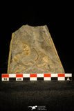 30575 - Beautiful Mortality Plate of Trinucleus fimbriatus Ordovician Trilobites - UK