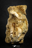 07575 - Top Rare 4.75 Inch Spinosaurus Dinosaur Partial Caudal (Tail) Vertebra Bone Cretaceous KemKem Beds