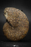 05918 - Pyritized 1.86 Inch Phylloceras Lower Cretaceous Ammonites