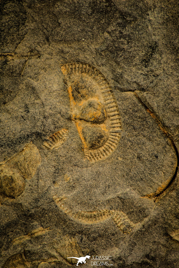 30575 - Beautiful Mortality Plate of Trinucleus fimbriatus Ordovician Trilobites - UK