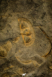 30575 - Beautiful Mortality Plate of Trinucleus fimbriatus Ordovician Trilobites - UK