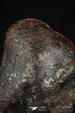 20461 - Taza (NWA 859) Iron Ungrouped Plessitic Octahedrite Meteorite 2.4g ORIENTED