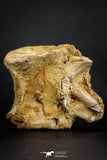 07575 - Top Rare 4.75 Inch Spinosaurus Dinosaur Partial Caudal (Tail) Vertebra Bone Cretaceous KemKem Beds