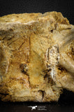 07575 - Top Rare 4.75 Inch Spinosaurus Dinosaur Partial Caudal (Tail) Vertebra Bone Cretaceous KemKem Beds