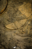 30575 - Beautiful Mortality Plate of Trinucleus fimbriatus Ordovician Trilobites - UK