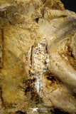 07575 - Top Rare 4.75 Inch Spinosaurus Dinosaur Partial Caudal (Tail) Vertebra Bone Cretaceous KemKem Beds