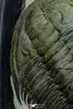 21549 - Exceedingly Rare Association 4 aff. Psedosaukianda lata Early Cambrian Redlichiid Trilobites