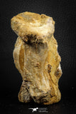 07575 - Top Rare 4.75 Inch Spinosaurus Dinosaur Partial Caudal (Tail) Vertebra Bone Cretaceous KemKem Beds