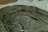 21549 - Exceedingly Rare Association 4 aff. Psedosaukianda lata Early Cambrian Redlichiid Trilobites