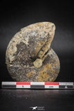 05919 - Beautiful 1.92 Inch Unidentified Lower Jurassic Ammonite