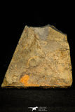 30575 - Beautiful Mortality Plate of Trinucleus fimbriatus Ordovician Trilobites - UK