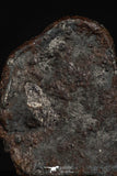 20461 - Taza (NWA 859) Iron Ungrouped Plessitic Octahedrite Meteorite 2.4g ORIENTED