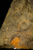 30575 - Beautiful Mortality Plate of Trinucleus fimbriatus Ordovician Trilobites - UK