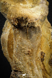 07575 - Top Rare 4.75 Inch Spinosaurus Dinosaur Partial Caudal (Tail) Vertebra Bone Cretaceous KemKem Beds