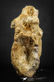 07575 - Top Rare 4.75 Inch Spinosaurus Dinosaur Partial Caudal (Tail) Vertebra Bone Cretaceous KemKem Beds