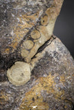 05919 - Beautiful 1.92 Inch Unidentified Lower Jurassic Ammonite