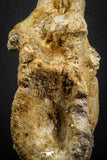 07575 - Top Rare 4.75 Inch Spinosaurus Dinosaur Partial Caudal (Tail) Vertebra Bone Cretaceous KemKem Beds