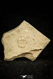 30576 - Beautiful 0.29 Inch Ampyxina bellatula Ordovician Trilobite - Missouri, USA