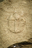 30576 - Beautiful 0.29 Inch Ampyxina bellatula Ordovician Trilobite - Missouri, USA