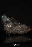 20462 - Taza (NWA 859) Iron Ungrouped Plessitic Octahedrite Meteorite 4.2g ORIENTED