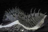 21550 - Museum Grade Huge Scabrella (Spiniscabrella) struvei Lower Devonian Trilobite