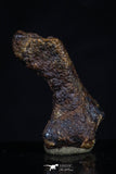 20463 - Taza (NWA 859) Iron Ungrouped Plessitic Octahedrite Meteorite 2.4g