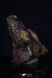 20463 - Taza (NWA 859) Iron Ungrouped Plessitic Octahedrite Meteorite 2.4g
