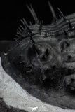 21550 - Museum Grade Huge Scabrella (Spiniscabrella) struvei Lower Devonian Trilobite