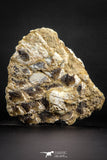 07578 - Top Rare 6.13 Inch Lepidotes pankowskii Partial Body (Associated scales) Cretaceous KemKem Beds