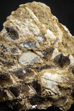 07578 - Top Rare 6.13 Inch Lepidotes pankowskii Partial Body (Associated scales) Cretaceous KemKem Beds