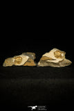 30579 - Positive/Negative 0.45 Inch Porterfieldia punctata Ordovician Trilobite - Wales, UK