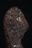 20464 - Taza (NWA 859) Iron Ungrouped Plessitic Octahedrite Meteorite 2.3g