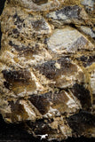 07578 - Top Rare 6.13 Inch Lepidotes pankowskii Partial Body (Associated scales) Cretaceous KemKem Beds