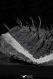 21550 - Museum Grade Huge Scabrella (Spiniscabrella) struvei Lower Devonian Trilobite
