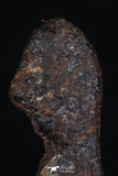 20464 - Taza (NWA 859) Iron Ungrouped Plessitic Octahedrite Meteorite 2.3g