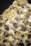 07578 - Top Rare 6.13 Inch Lepidotes pankowskii Partial Body (Associated scales) Cretaceous KemKem Beds