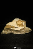 30579 - Positive/Negative 0.45 Inch Porterfieldia punctata Ordovician Trilobite - Wales, UK